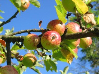Superfood: The Many Health Benefits of Apples (Plus Apple Trivia and Recipes!)