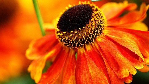 4950404979 899b9305ae pressed flowers e1455130285925