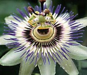 5b6d5c5c9158fea49c232d177004d7c3 e1486755066160